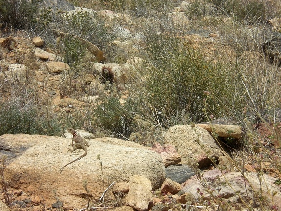 Collared Lizard III