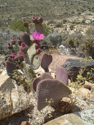 Cactus in Hidden Valley