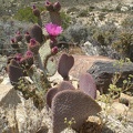 Cactus in Hidden Valley