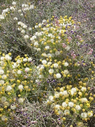 Flowers of Hidden Valley