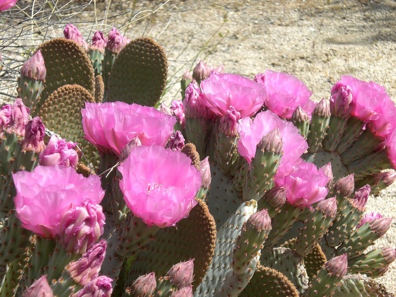 Cactus Flowers