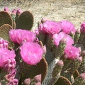 Cactus Flowers