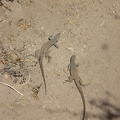 Lizards