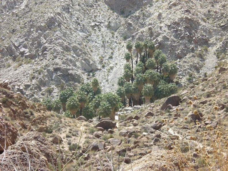 49 Palms