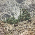49 Palms