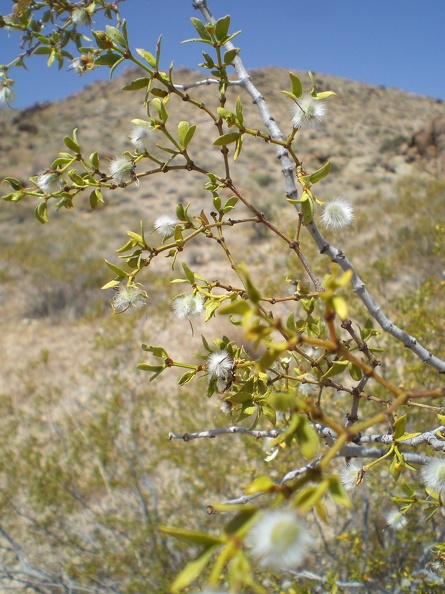 Creosote