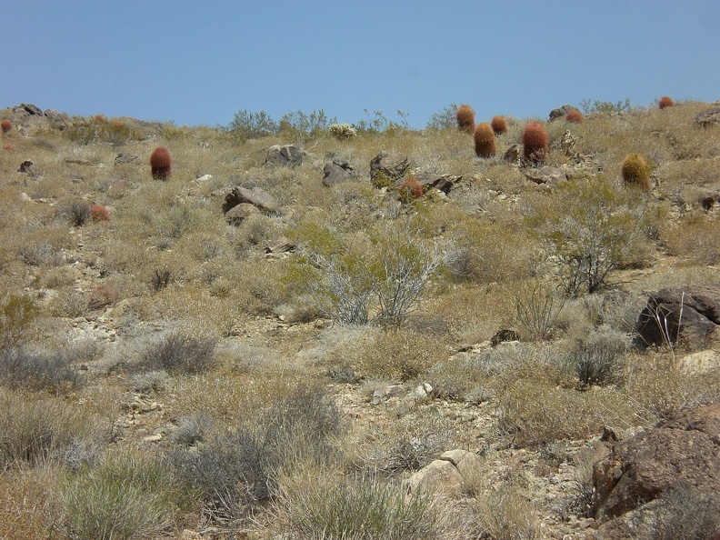 Barrel Cacti