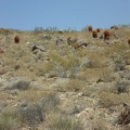 Barrel Cacti
