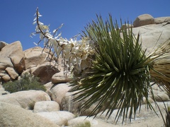 Joshua Tree Bloom