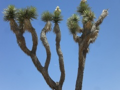 Moon through Joshua Tree