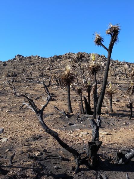 Burnt Joshua Trees