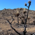 Burnt Joshua Trees