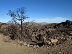 Spotted Burnt Tree