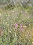 Arid Flowers