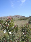 Flowers and Southern Fortuna