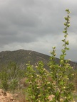 Flowers on the Mountain