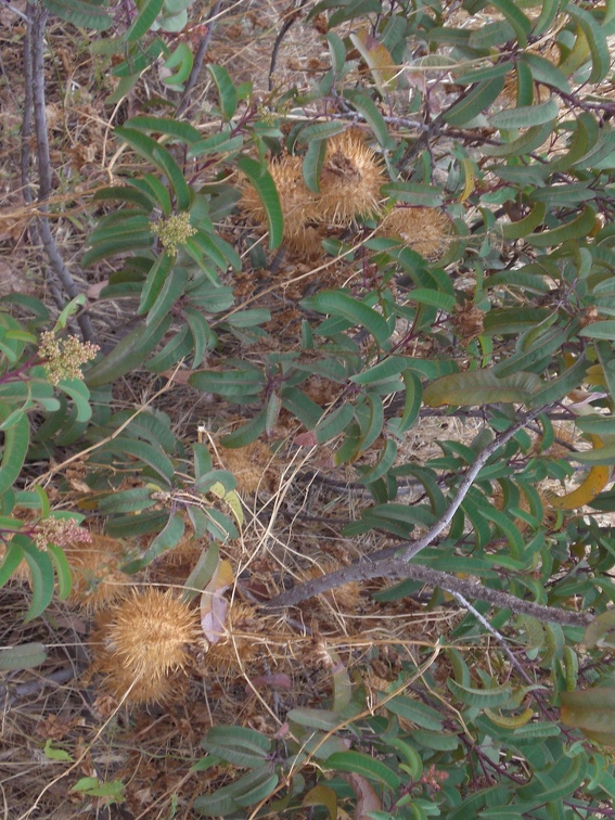 Parasitic Seedpods(?)