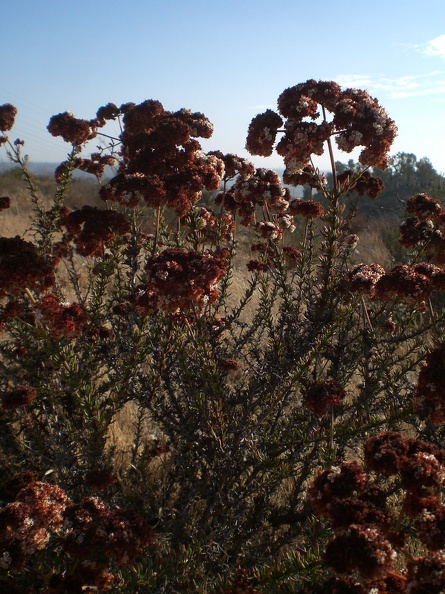 Red Flowers