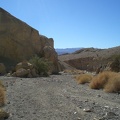 Ocotillo