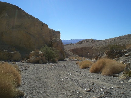 Ocotillo