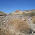 Ocotillo