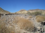 Ocotillo