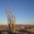 Evening at Ocotillo