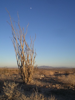 Evening at Ocotillo