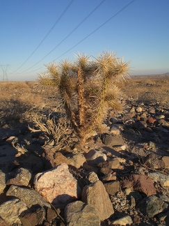 Cholla in the Desert