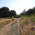 Field and Trees