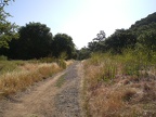 Field and Trees