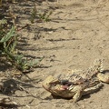 Spiky Lizard