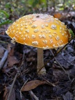 Orange Capped Mushrooms