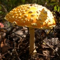 Orange Capped Mushrooms