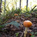 Orange Capped Mushrooms