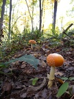 Orange Capped Mushrooms