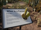 What is a Cactus