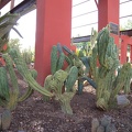 Crested Blue Myrtle