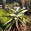 Mr. Warty