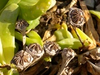 Seed Pods