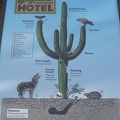 Saguaro Hotel
