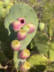 Pink Fruit