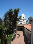 Joshua Tree at Presidio