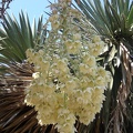 Hanging Flowers