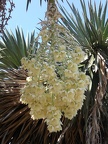 Hanging Flowers