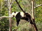 Baby Panda Lounges
