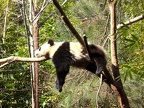 Baby Panda Lounges