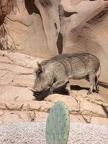 Warthog over cactus