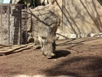 Warthog searching for lunch