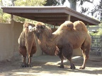 Camels